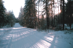 CELS2.PNG (110306 bytes)