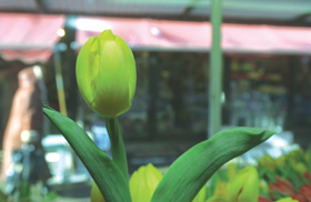 TULPES1.PNG (86237 bytes)