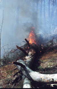 KULA1.PNG (127566 bytes)