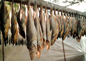 ZIVES.PNG (122622 bytes)