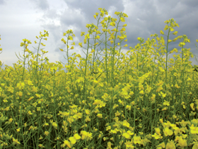 KANEPES-1.PNG (135552 bytes)