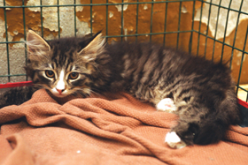 KAKIS.PNG (116428 bytes)