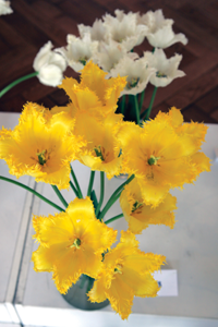 TULPES1.PNG (114950 bytes)