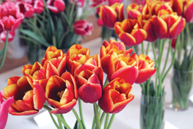 TULPES3.PNG (112588 bytes)