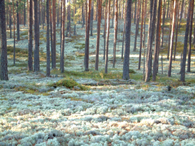 PRIEZUSILS2.PNG (147376 bytes)