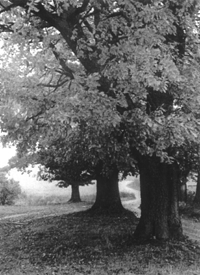 DAUGAVA04.PNG (51421 bytes)