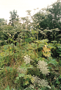 LATVANIS.PNG (151754 bytes)