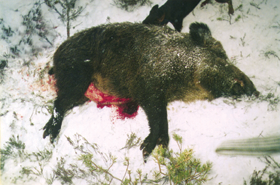 MALUM02.PNG (116127 bytes)