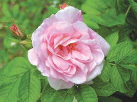 PUKES.PNG (113840 bytes)