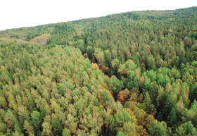 MEZS.PNG (113807 bytes)