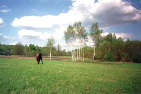 GOFS.PNG (101995 bytes)