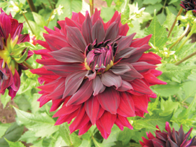 DALIJA2.PNG (137081 bytes)