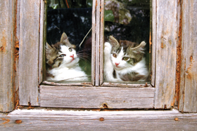 KAKI.PNG (118105 bytes)