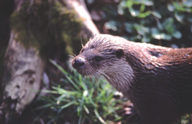 UDRS1.PNG (95216 bytes)