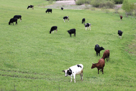 GANIBAS.PNG (115073 bytes)