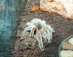 ZIRNEKLIS.PNG (148432 bytes)