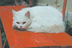 MINKA.PNG (94269 bytes)