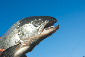 LASIS.PNG (83277 bytes)