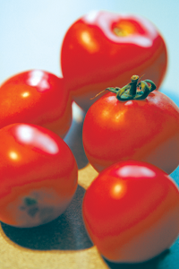 TOMATI.PNG (96548 bytes)