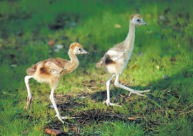 PUTNI.PNG (118726 bytes)