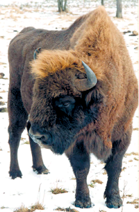 SUMBR1.PNG (125265 bytes)