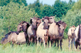 SUMBR2.PNG (122816 bytes)