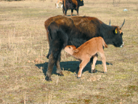 SUMBR3.PNG (130156 bytes)