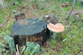 DABAAB.PNG (127851 bytes)