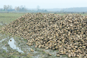 CUKURS.PNG (126563 bytes)