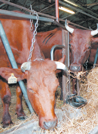 GOVS.PNG (132807 bytes)