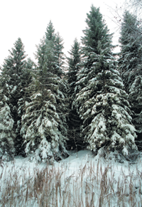 EGLES.PNG (139436 bytes)