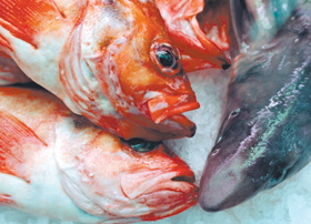 ZIBVIS.PNG (127162 bytes)