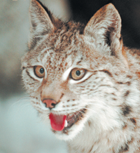 LUSIS.PNG (95700 bytes)