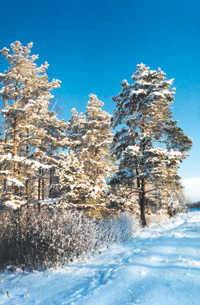 STRELNIEKI1.PNG (141524 bytes)