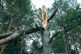 KOKS.PNG (137401 bytes)