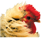 PETUKS.PNG (46525 bytes)