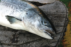 LASIS.PNG (117041 bytes)