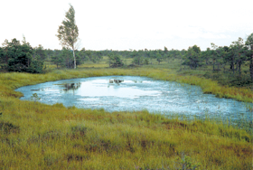 PURVS1.PNG (93936 bytes)