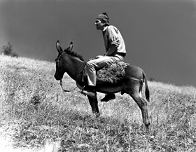 ZIEDONIS3.PNG (49495 bytes)