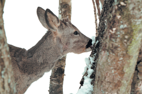 STIRNA.PNG (92445 bytes)