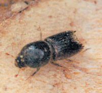 MIZGRAUZIS.PNG (72991 bytes)