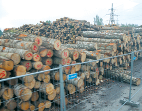 KOKI.PNG (125469 bytes)