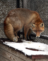 LAPSA.PNG (113267 bytes)