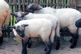 AITAS.PNG (118964 bytes)