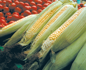 KUKURUZA.PNG (147503 bytes)