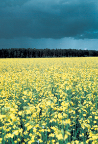 RAPSIS.PNG (137523 bytes)