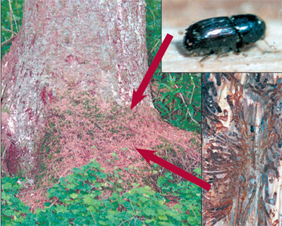 PARAZUTIS.PNG (313582 bytes)