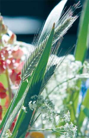 PIRMAAAAA.JPG (44154 bytes)