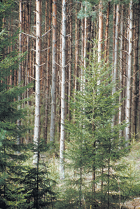 MEZS.PNG (156866 bytes)