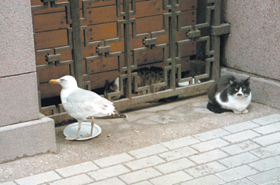 KAIJA.PNG (106234 bytes)